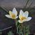 Coral Watkins Grenier's profile image