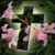 Donna Calderon's profile image