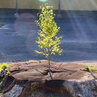 Liz Humes Estep's profile image