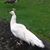 Clarice Mattes Harmon's profile image