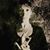 Dana Gelabert-Boltersdorf's profile image