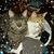 Marie Adeline Miller's profile image