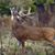 Denny Hart's profile image