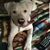 Marianne McDonell's profile image