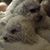 Don Johnson's profile image