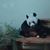 Elaine Aiken Seevers's profile image