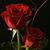 Shadma Shah's profile image