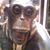 Joseph Dello Stritto's profile image