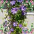 Sheree Shields's profile image