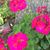 Myrna Purcell Norlander's profile image