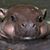 Justin Hunt's profile image