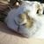Alesia Rhone's profile image