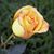 Michele Kaplan's profile image