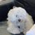 Deborah Nguyen's profile image