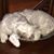 Bobbi Salmon's profile image