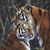 CJ Schram's profile image
