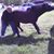 Sally C. Randall's profile image