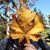 Rick Fifer's profile image