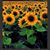 Barb Swanson Lavetan's profile image