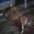 Deb Stevenson's profile image