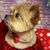 Joanna Strickland Spicuzza's profile image