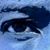 Walter James Blanford's profile image