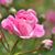 Mary Hoffmeyer Burroughs's profile image