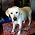 Susan Stribling's profile image