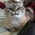 Laya Nasafotie's profile image