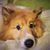 Denise Allison Blake's profile image