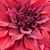 Cindy Freedman's profile image