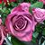 Karen Storrs's profile image