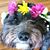 Monica Edlauer's profile image