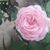 Charlene Esposito's profile image