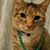Donna Campbell's profile image