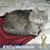 Debbie Cook's profile image