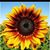 Adrienne DeWitt Stubbs's profile image
