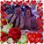 Ferida Shira's profile image