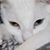 Shell Hassinger's profile image