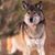 Roxanne Gibson Carmer's profile image