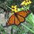 Susan Mitterling's profile image