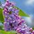Rachel Neal Nixon's profile image