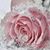 Amanda Hillson's profile image