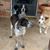 Cheryl Burge's profile image