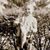 Gibson C. Yoder's profile image
