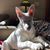 Denise Guzzardo's profile image