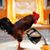 Maria Hatch Pehrson's profile image