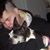 Ronni Pearlman's profile image