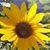Suzie Meisner Fleming's profile image