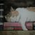 Darlene Rose Agsten's profile image